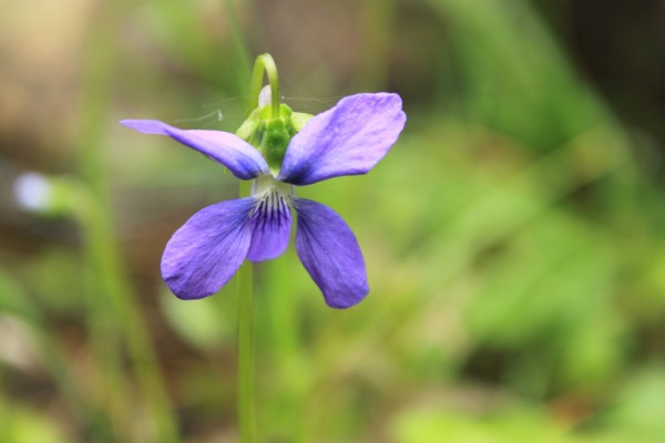 Viola cucullata grows in the water at the edge of Katahdin Stream on June 20, 2013, in Baxter State Park. Viola cucullata grows in the water at the edge of Katahdin Stream on June 20, 2013, in Baxter State Park.