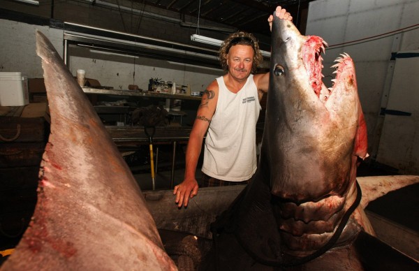 Kent Williams, owner of New Fishall Bait Company, stands next to a 1,323.5 pound mako shark at the company's headquarters in Gardena, California on Tuesday, June 4, 2013. On Monday, a conservation group will ask the federal government to expand the protections under the Endangered Species Act to include marine species, including sharks. Kent Williams, owner of New Fishall Bait Company, stands next to a 1,323.5 pound mako shark at the company's headquarters in Gardena, California on Tuesday, June 4, 2013. On Monday, a conservation group will ask the federal government to expand the protections under the Endangered Species Act to include marine species, including sharks.