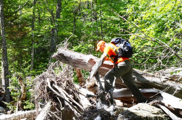 Marc Keller, a volunteer with Franklin Search and Rescue, scrambles over the stump of a blown-down tree in a portion of the Rapid Stream in Mount Abram Township during the search for missing Appalachian Trail hiker Geraldine Largay on Tuesday. Marc Keller, a volunteer with Franklin Search and Rescue, scrambles over the stump of a blown-down tree in a portion of the Rapid Stream in Mount Abram Township during the search for missing Appalachian Trail hiker Geraldine Largay on Tuesday.