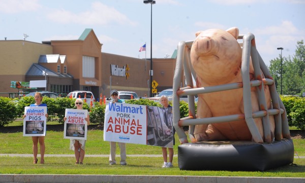Animal rights activists demonstrate near the Walmart store in Brewer Friday, July 5 to bring attention to the treatment of pigs at Walmart pork suppliers. They said that they don't want people to stop eating pork, just to know that the animals are treated terribly by suppliers. "They are kept in such small cages that they can't turn around," said Jeni Haines, national campaign coordinator for Mercy for Animals. Animal rights activists demonstrate near the Walmart store in Brewer Friday, July 5 to bring attention to the treatment of pigs at Walmart pork suppliers. They said that they don't want people to stop eating pork, just to know that the animals are treated terribly by suppliers. "They are kept in such small cages that they can't turn around," said Jeni Haines, national campaign coordinator for Mercy for Animals.