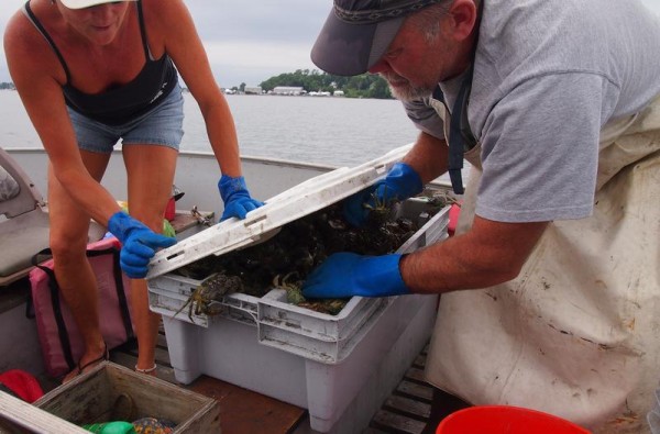 Clint and Andrea Goodenow of Freeport attempt to shut the lid on a bin full of the invasive species known as green crabs caught Monday as part of a trapping experiment in the Harraseeket River. Clint and Andrea Goodenow of Freeport attempt to shut the lid on a bin full of the invasive species known as green crabs caught Monday as part of a trapping experiment in the Harraseeket River.