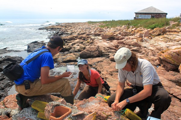 Jake Shorty (from left) and Christa DeRaspe, both field technicians for the Maine Coastal Islands National Wildlife Refuge, work with seabird biologist Linda Welch to set up noose carpets to trap razorbills on Petit Manan Island on July 25, 2013. They are attaching satellite transmitters to 11 razorbills to track the birds and gain insight on seabird flight patterns. Jake Shorty (from left) and Christa DeRaspe, both field technicians for the Maine Coastal Islands National Wildlife Refuge, work with seabird biologist Linda Welch to set up noose carpets to trap razorbills on Petit Manan Island on July 25, 2013. They are attaching satellite transmitters to 11 razorbills to track the birds and gain insight on seabird flight patterns.