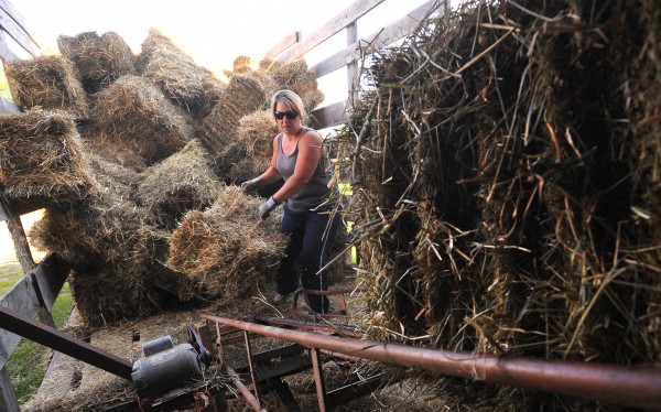 Heather Patten loads bales onto a conveyor while putting hay in a barn at Patten Farm in Hermon Tuesday. Some crops have been negatively affected by the recent heat, but it seems to have helped the hay this year. Heather Patten loads bales onto a conveyor while putting hay in a barn at Patten Farm in Hermon Tuesday. Some crops have been negatively affected by the recent heat, but it seems to have helped the hay this year.