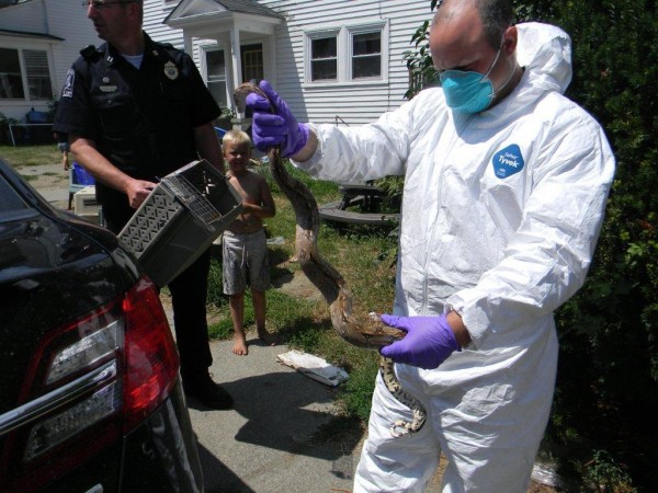 Old Town officials remove a snake from a home on High Street in Old Town. Old Town officials remove a snake from a home on High Street in Old Town.
