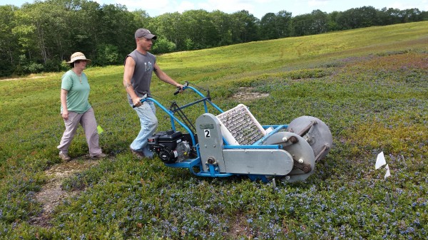 Chris McMannus, a farm technician with the University of of Maine Blueberry Farm in Jonesboro, operates a mechanical raker to harvest blueberries near Cherryfield on Wednesday. Following McMannus is UM associate professor Seanna Annis. A small volume was being harvested as part of a UM research study of blueberry growing practices. Chris McMannus, a farm technician with the University of of Maine Blueberry Farm in Jonesboro, operates a mechanical raker to harvest blueberries near Cherryfield on Wednesday. Following McMannus is UM associate professor Seanna Annis. A small volume was being harvested as part of a UM research study of blueberry growing practices.