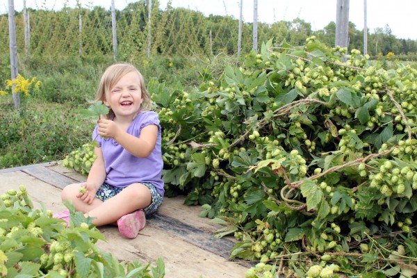 Kathleen, the daughter of Jason Johnston and Krista Delahunty, of Aroostook Hops in Westfield celebrates last year's harvest, riding on a trailer carrying vines bearing mature cones, with the trellised vines visible in the background. Kathleen, the daughter of Jason Johnston and Krista Delahunty, of Aroostook Hops in Westfield celebrates last year's harvest, riding on a trailer carrying vines bearing mature cones, with the trellised vines visible in the background.