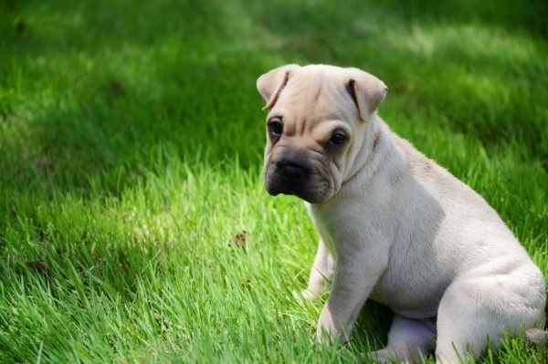 Sophie, a 9-week-old pug-sharpei mix bought at Little Paws pet shop in Scarborough, tested positive for parvovirus last week, leading to the second sales quarantine at the store in six months. Sophie, a 9-week-old pug-sharpei mix bought at Little Paws pet shop in Scarborough, tested positive for parvovirus last week, leading to the second sales quarantine at the store in six months.