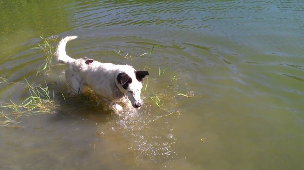 A highlight of Seamus' day is his afternoon water aerobics in the Rusty Metal Farm pond. A highlight of Seamus' day is his afternoon water aerobics in the Rusty Metal Farm pond.