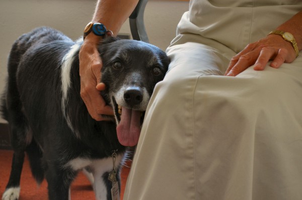Mickey, a 6-year-old border collie, stands in a waiting room in Newport District Court on Friday while being petted by Penobscot County Assistant District Attorney Susan Pope. Mickey, a 6-year-old border collie, stands in a waiting room in Newport District Court on Friday while being petted by Penobscot County Assistant District Attorney Susan Pope.