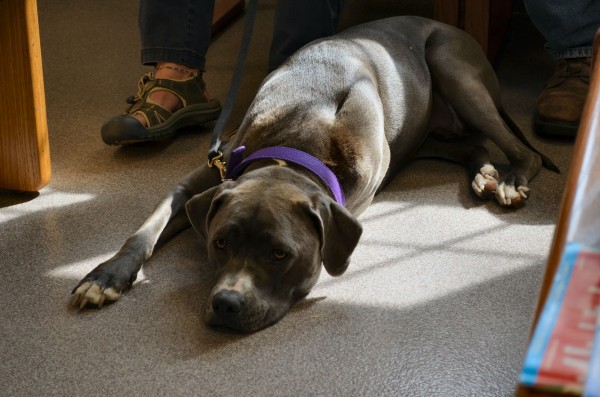 Gracie, a 2-year-old Pitbull, awaits stem cell regenerative therapy for a joint disease in her hips at Foxcroft Veterinary Services in Dover-Foxcroft on Wednesday. Gracie, a 2-year-old Pitbull, awaits stem cell regenerative therapy for a joint disease in her hips at Foxcroft Veterinary Services in Dover-Foxcroft on Wednesday.