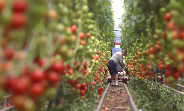 An employee picks tomatoes at Backyard Farms in Madison. An employee picks tomatoes at Backyard Farms in Madison.