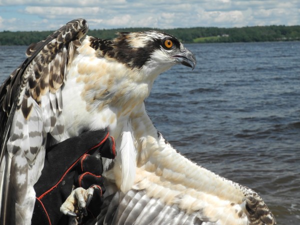 This osprey was rescued from a smoldering nest in Roque Bluffs a month ago by a Bangor Hydro lineman. On Friday, he was released to the wild at Sandy Point Beach. This osprey was rescued from a smoldering nest in Roque Bluffs a month ago by a Bangor Hydro lineman. On Friday, he was released to the wild at Sandy Point Beach.