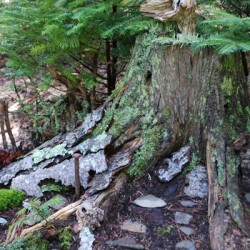 Artistic Fairy Houses at John J. Coughlin Memorial Park Artistic Fairy Houses at John J. Coughlin Memorial Park