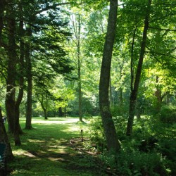 Majestic trees send filtered sunlight to woodland gardens below at John J. Coughlin Memorial Park Majestic trees send filtered sunlight to woodland gardens below at John J. Coughlin Memorial Park