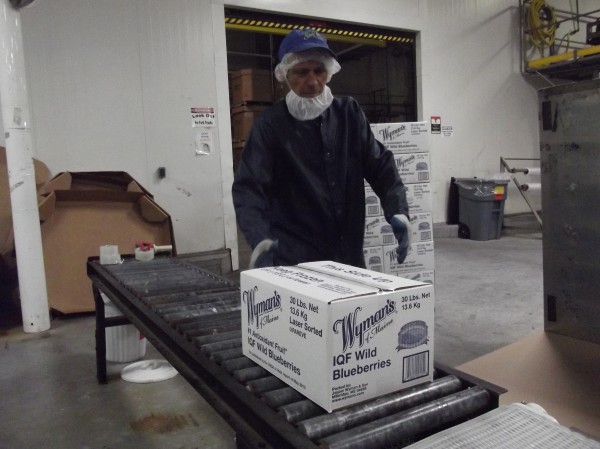 A worker at Wyman's of Maine processing plant in Cherryfield reaches for a 30-pound box of frozen wild blueberries as it comes off the automated production line. A worker at Wyman's of Maine processing plant in Cherryfield reaches for a 30-pound box of frozen wild blueberries as it comes off the automated production line.