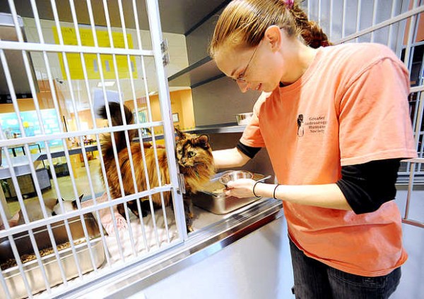 Maddie, 11, plots her escape as her bonded pair pal, Yoko, 10, snoozes when Greater Androscoggin Humane Society's Tonya Dodge comes to pick up her canned cat food dish Thursday morning. The Lewiston shelter has seen a recent drop in its kitten population, but a rise in its older cat population. The shelter does not charge adoption fees for cats over 5 years of age. Maddie, 11, plots her escape as her bonded pair pal, Yoko, 10, snoozes when Greater Androscoggin Humane Society's Tonya Dodge comes to pick up her canned cat food dish Thursday morning. The Lewiston shelter has seen a recent drop in its kitten population, but a rise in its older cat population. The shelter does not charge adoption fees for cats over 5 years of age.