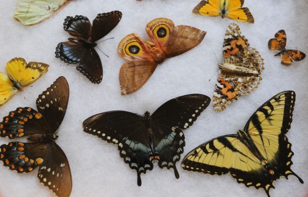 Part of butterfly expert Robert Shaffer's butterfly collection as seen at Trebor Mansion Inn in Guilford, where he has a butterfly preserve. Shaffer is concerned because he has observed a decrease in butterflies this summer. Part of butterfly expert Robert Shaffer's butterfly collection as seen at Trebor Mansion Inn in Guilford, where he has a butterfly preserve. Shaffer is concerned because he has observed a decrease in butterflies this summer.