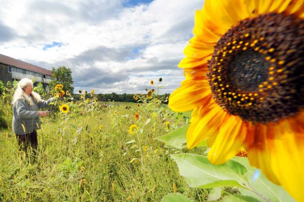 Edie Williams of Auburn picks a sunflower to complete her bouquet for her dining room table at Willow Pond Farm in Sabattus on Monday afternoon. Edie Williams of Auburn picks a sunflower to complete her bouquet for her dining room table at Willow Pond Farm in Sabattus on Monday afternoon.
