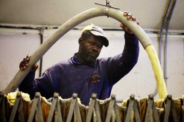 Devon Wright pipes apple pulp into horizontal cider press at Gile's Family Farm in Alfred Tuesday, where they've made cider since 1940. Devon Wright pipes apple pulp into horizontal cider press at Gile's Family Farm in Alfred Tuesday, where they've made cider since 1940.