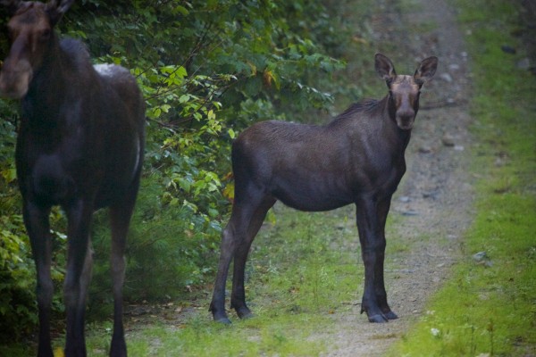 A cow and a calf moose walk along a roadway on 40,000 acres of land that Elliotsville Plantation Inc. has opened to hunting and other recreational use. A cow and a calf moose walk along a roadway on 40,000 acres of land that Elliotsville Plantation Inc. has opened to hunting and other recreational use.