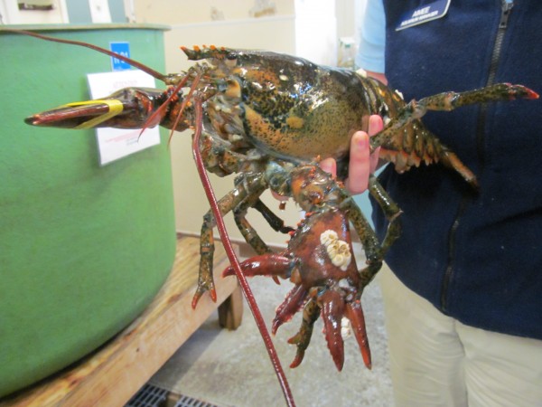 Lola, this four-pound lobster with a total of six claws, was captured recently off the coast of Hyannis, Mass., and donated to the Maine State Aquarium in Boothbay Harbor. The lobster, which has amazed even the most experienced marine experts, will go on public display next week. Lola, this four-pound lobster with a total of six claws, was captured recently off the coast of Hyannis, Mass., and donated to the Maine State Aquarium in Boothbay Harbor. The lobster, which has amazed even the most experienced marine experts, will go on public display next week.