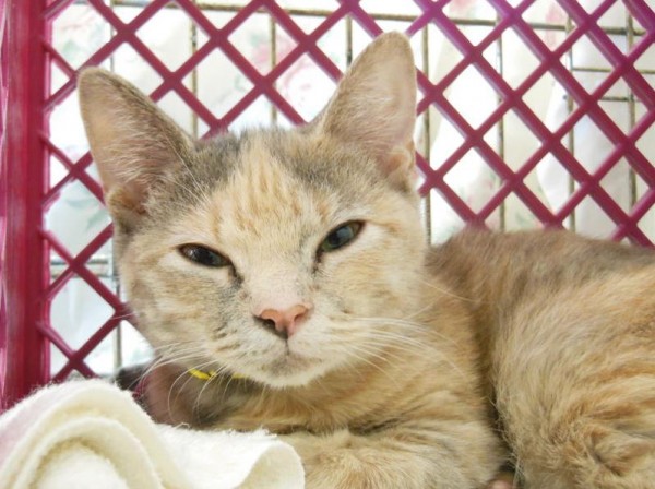 Patter is one of the Freeport cats rescued on Sunday. She will be available for adoption this weekend in Brunswick. Patter is one of the Freeport cats rescued on Sunday. She will be available for adoption this weekend in Brunswick.