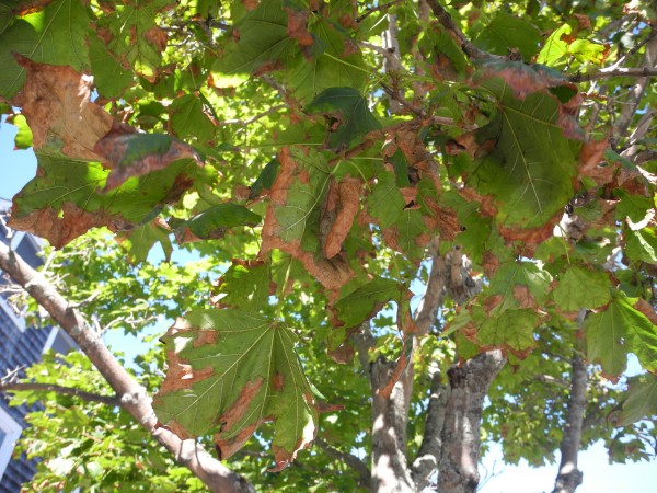 A half-dozen maple trees in a downtown green space have leaves that appear to have a fungus that causes them to turn brown and fall off early. The trees are among many Belfast maples that have the spotted leaves. A half-dozen maple trees in a downtown green space have leaves that appear to have a fungus that causes them to turn brown and fall off early. The trees are among many Belfast maples that have the spotted leaves.