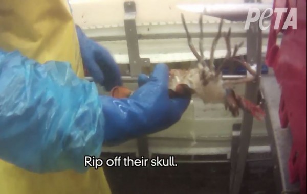 A video screenshot from PETA. A video screenshot from PETA.