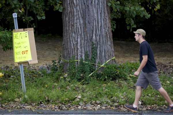 Some Orono residents are protesting the removal of an old cottonwood tree on Main Street in Orono. Some Orono residents are protesting the removal of an old cottonwood tree on Main Street in Orono.