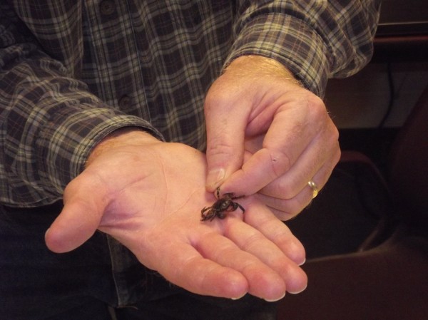 University of Maine-Machias professor Brian Beal with Asian shore crab discovered by his students this week on Great Wass Island in Beals. University of Maine-Machias professor Brian Beal with Asian shore crab discovered by his students this week on Great Wass Island in Beals.