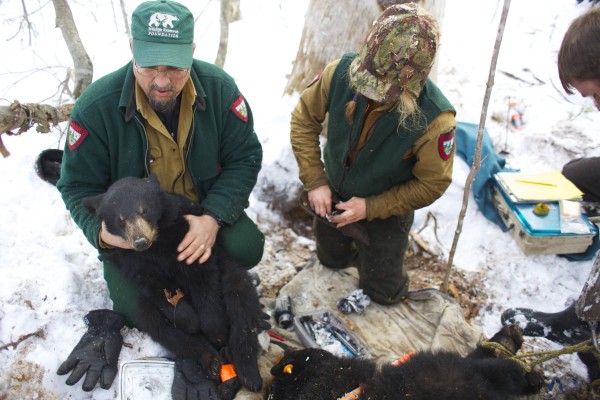 Randy Cross (left), a wildlife biologist with the Department of Inland Fisheries and Wildlife, holds up a yearling cub of the mother black bear Lugnut during their bear study near Ashland, Maine. Randy Cross (left), a wildlife biologist with the Department of Inland Fisheries and Wildlife, holds up a yearling cub of the mother black bear Lugnut during their bear study near Ashland, Maine.