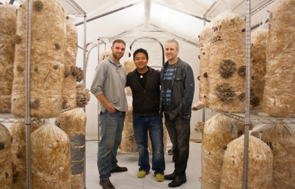 Devin Stehlin, left, Khanh Le and Scott Payson in a climate-controlled growing tent at Bountiful Mushrooms Farm in Portland. The farm now produces about 200 pounds a week of two varieties of oyster mushrooms. Devin Stehlin, left, Khanh Le and Scott Payson in a climate-controlled growing tent at Bountiful Mushrooms Farm in Portland. The farm now produces about 200 pounds a week of two varieties of oyster mushrooms.