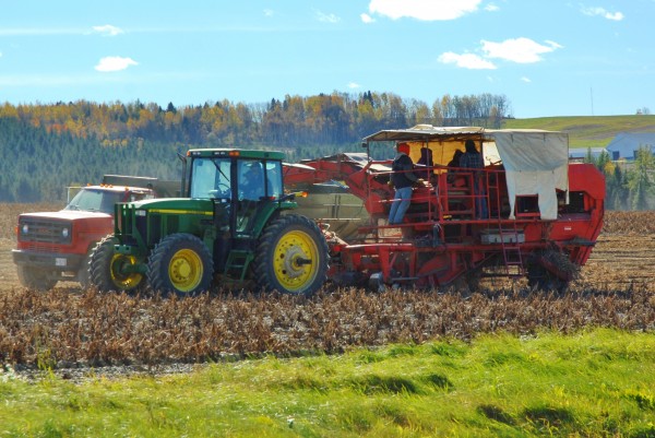 Farmers from one of Aroostook County to the other take full advantage of sunny conditions to get the crop in on Saturday. Farmers from one of Aroostook County to the other take full advantage of sunny conditions to get the crop in on Saturday.