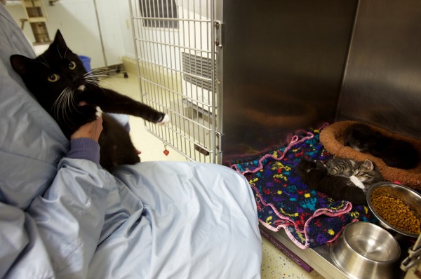 Lisa Smith of the Coastal Humane Society in Brunswick holds a mother cat while her kittens play and snooze in this May 2013 file photo. The cat was found, along with two other adult cats and ten kittens, duct taped inside a plastic box in Freeport late Wednesday. Lisa Smith of the Coastal Humane Society in Brunswick holds a mother cat while her kittens play and snooze in this May 2013 file photo. The cat was found, along with two other adult cats and ten kittens, duct taped inside a plastic box in Freeport late Wednesday.