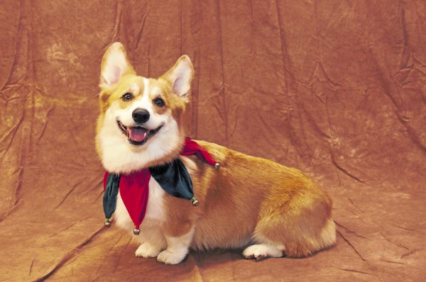 A happy Corgi is all set to celebrate the holidays. A happy Corgi is all set to celebrate the holidays.