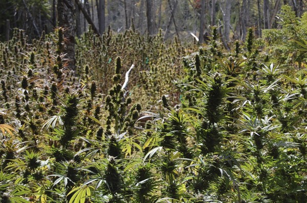 These are some of the marijuana plants authorities seized in Washington County. These are some of the marijuana plants authorities seized in Washington County.