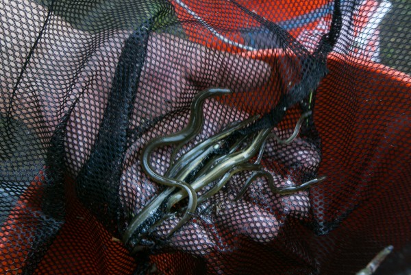 Glenn Bernard of Presque Isle fingers through his elver catch from the previous night to try and find eels small enough to sell in Brewer on Friday, May 31, 2013. Friday marked the last day of the elver fishing season in Maine. Glenn Bernard of Presque Isle fingers through his elver catch from the previous night to try and find eels small enough to sell in Brewer on Friday, May 31, 2013. Friday marked the last day of the elver fishing season in Maine.