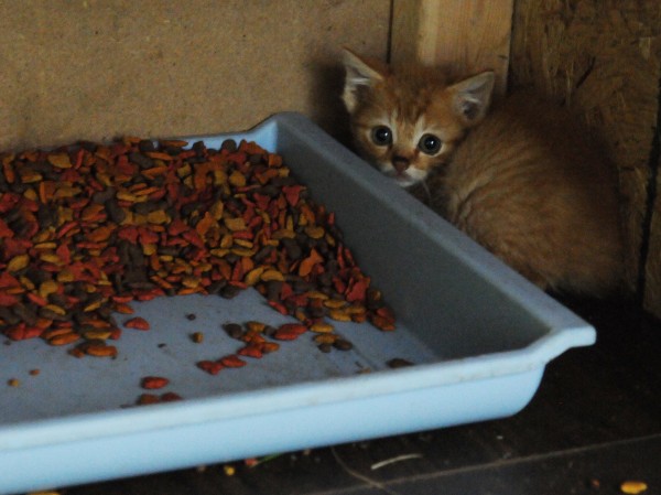 A feral kitten cowers in a makeshift feeding shelter set up near Hobson Avenue in Veazie in July 2012. The lower end of Hobson Avenue has numerous trailers, under which a large number of feral cats had taken refuge. A feral kitten cowers in a makeshift feeding shelter set up near Hobson Avenue in Veazie in July 2012. The lower end of Hobson Avenue has numerous trailers, under which a large number of feral cats had taken refuge.