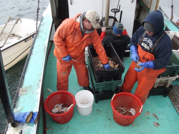 Ryan Priest (left) of Dennysville and Charles Sinclair (right) of Charlotte shuck scallops aboard the Drusilla L. in Eastport, depositing the meat in a plastic bucket. Ryan Priest (left) of Dennysville and Charles Sinclair (right) of Charlotte shuck scallops aboard the Drusilla L. in Eastport, depositing the meat in a plastic bucket.