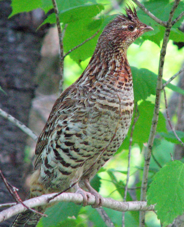 Drumplaying ruffed grouse is the closest bird Maine has to a partridge