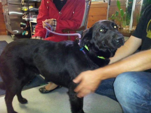 Lady, a young black Lab found in Waldoboro and later determined to be full of 80-100 BBs, was adopted by a local man and is "super happy," according to staff at the Lincoln County Animal Shelter. Lady, a young black Lab found in Waldoboro and later determined to be full of 80-100 BBs, was adopted by a local man and is "super happy," according to staff at the Lincoln County Animal Shelter.