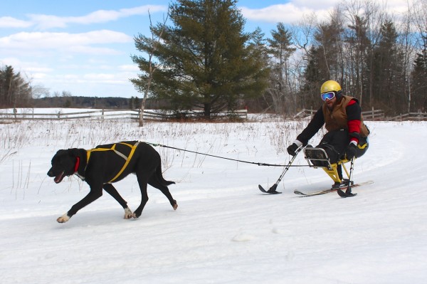 Joe Albee, 27, of East Vassalboro experiments with "monoskijoring" at Heywood Kennel Sled Dog Adventures on Feb. 24, 2014, in Augusta. Albee has spina bifida, a disorder resulting in paralysis of his legs. He and his friends decided to try hooking sled dogs to his monoski so he could participate in local skijoring races. Joe Albee, 27, of East Vassalboro experiments with "monoskijoring" at Heywood Kennel Sled Dog Adventures on Feb. 24, 2014, in Augusta. Albee has spina bifida, a disorder resulting in paralysis of his legs. He and his friends decided to try hooking sled dogs to his monoski so he could participate in local skijoring races.