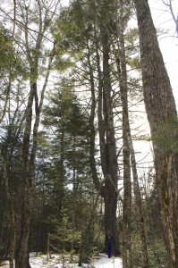 Can you find me in this photo? I went to stand by one of the many tall pines located by the Canal Path.