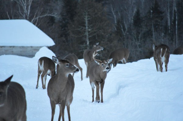 A one-antlered deer takes center stage among several others near Stratton in this January 2014 photo. A landowner regularly feeds the deer and people often stop by to take photos of the hungry herd. A one-antlered deer takes center stage among several others near Stratton in this January 2014 photo. A landowner regularly feeds the deer and people often stop by to take photos of the hungry herd.