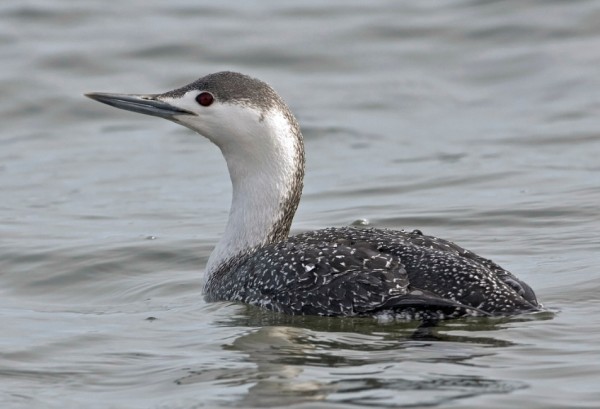 A red-throated loon. A red-throated loon.