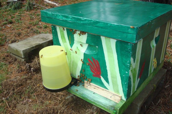 Bees can take advantage of an entrance feeder on a warm day. Bees can take advantage of an entrance feeder on a warm day.