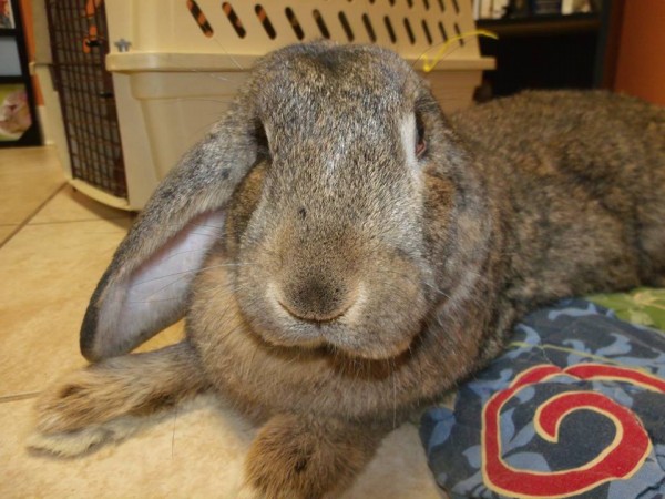 Memphis, a 4-year-old male Flemish giant rabbit, poses for the camera at the Hoppity Haven Rabbit Rescue in Houlton in February. A donation jar left out at the Houlton Humane Society containing donations for the rabbit rescue was stolen on Tuesday. Memphis, a 4-year-old male Flemish giant rabbit, poses for the camera at the Hoppity Haven Rabbit Rescue in Houlton in February. A donation jar left out at the Houlton Humane Society containing donations for the rabbit rescue was stolen on Tuesday.