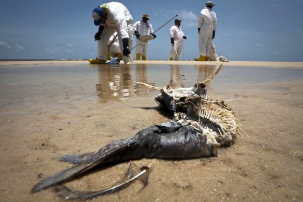 A decomposed fish lies in the water as workers pick up oil balls from the Deepwater Horizon oil spill in Waveland, Mississippi in this July 7, 2010 file photo. A decomposed fish lies in the water as workers pick up oil balls from the Deepwater Horizon oil spill in Waveland, Mississippi in this July 7, 2010 file photo.