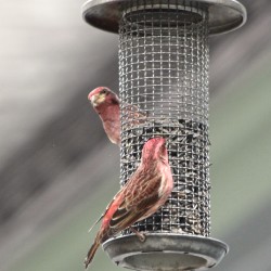 Maine Experts Offer Advice On How To Attract Returning Birds To