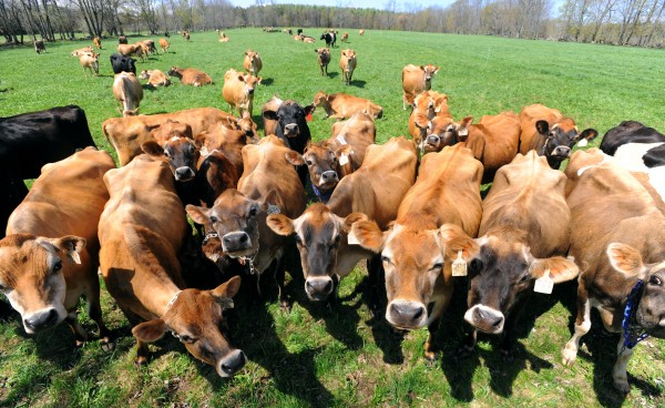 Jersey dairy cows are shown at Clovercrest Farm in Charleston. The farm produces certified organic milk and was selling to MOO Milk before the company went out of business. Jersey dairy cows are shown at Clovercrest Farm in Charleston. The farm produces certified organic milk and was selling to MOO Milk before the company went out of business.